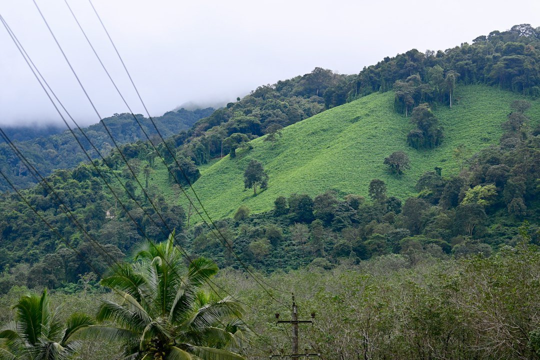 Coffee estates and plantations along the road through Coorg in Kodagu